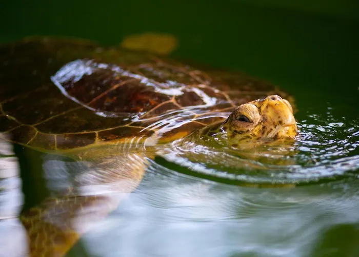 Exclusive Paradise 1 Villa Dalyan